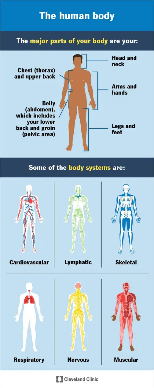 Hướng Dẫn Quan Hệ Qua Đường Hậu Môn An Toàn Cần Thiết Cấu tạo sinh lý vùng hậu môn liên quan đến quan hệ hậu môn an toàn