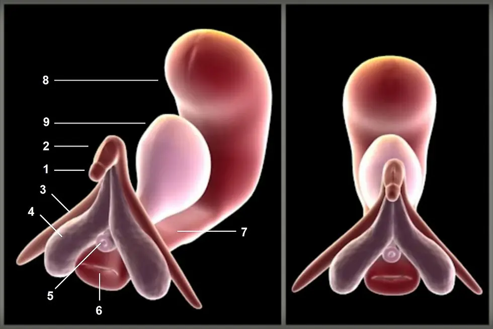 Hướng Dẫn Kích Thích Bằng Ngón Tay Để Đạt Cực Khoái Thao tác ngón tay massage nhẹ nhàng vùng âm vật mang lại khoái cảm